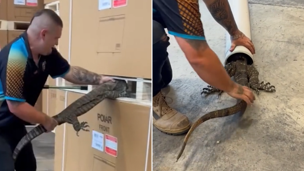 El Reptile Wrangler revela por qué las tuberías de plástico