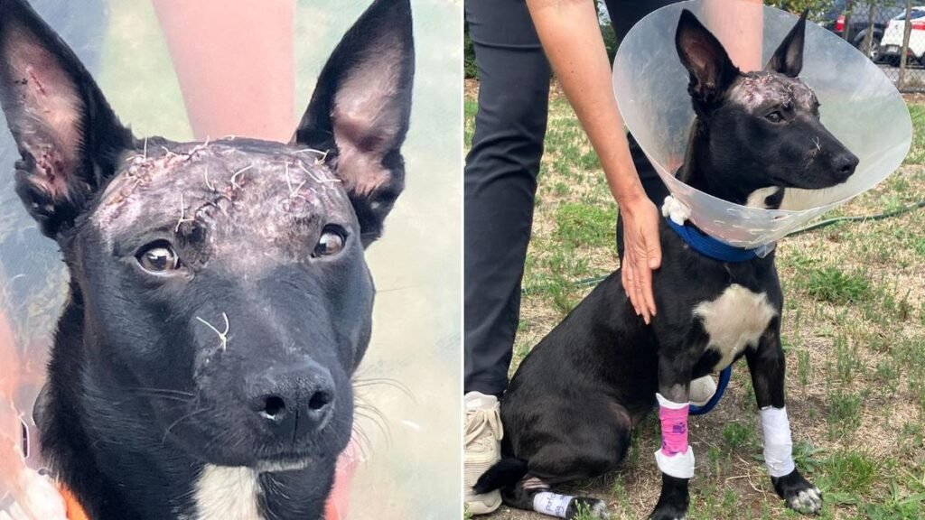 Kelpie encontrado atado a un árbol con horribles heridas en