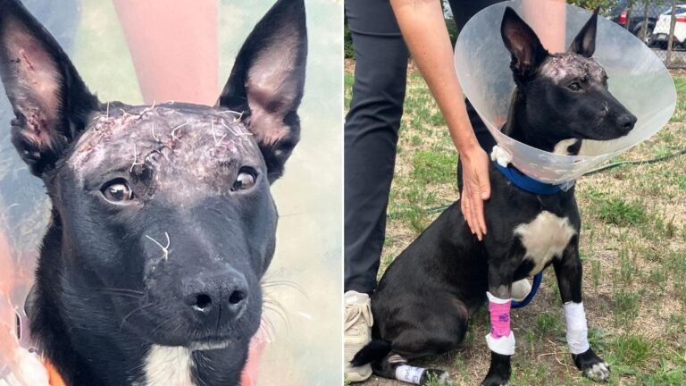 Kelpie encontrado atado a un árbol con horribles heridas en