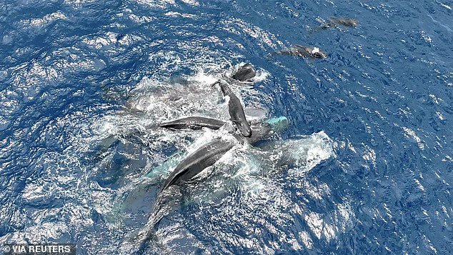Le moment incroyable où les cachalots travaillent ensemble pour maintenir
