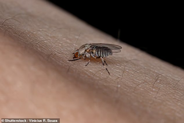 Une énorme augmentation du nombre de petites mouches piquantes dans