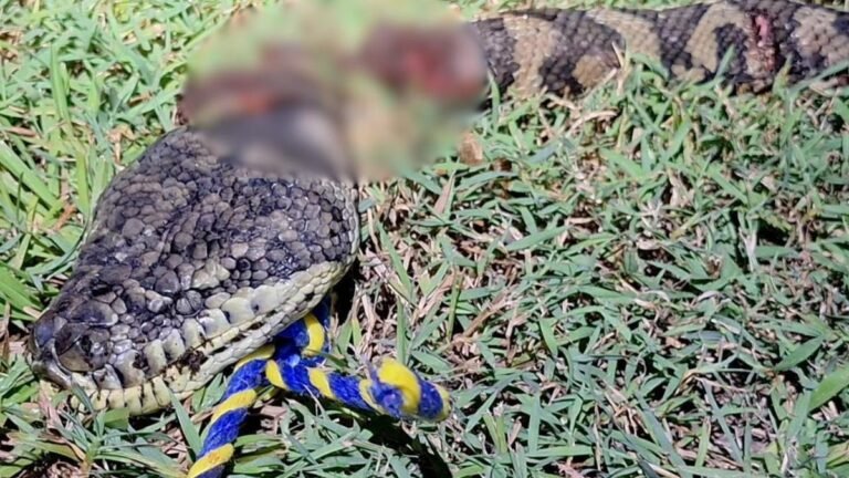 Se está llevando a cabo una investigación después de que