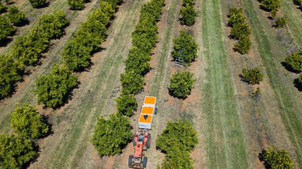 Anthony Albanese consiguió 250.000 toneladas de urea adicional para los