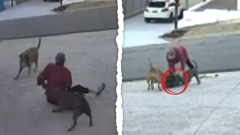 Ataque de perro de Dianne: Sterling Meyer confirma el destino