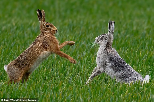 Combat d'élevage de lapins ! Les animaux s'enferment les uns les