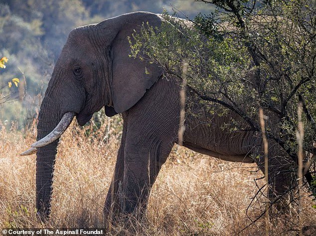 Comment un éléphant nommé Tswale a été accepté dans un