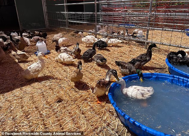 Des centaines de canards adoptés dans un sanctuaire californien connaissent