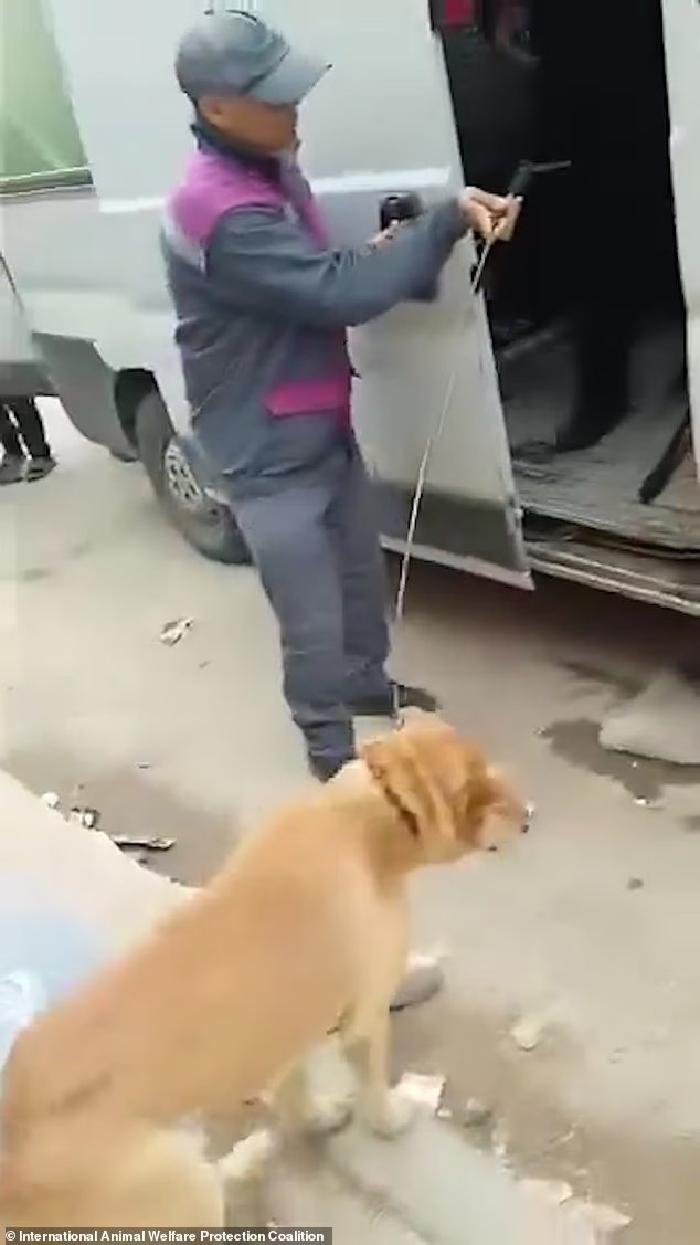 Des images déchirantes montrent des chiens arrêtés pour « massacre