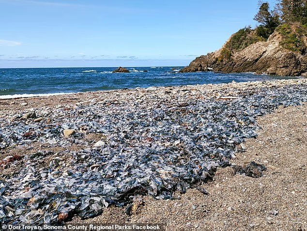 Des milliers de créatures marines d'un bleu vif se sont