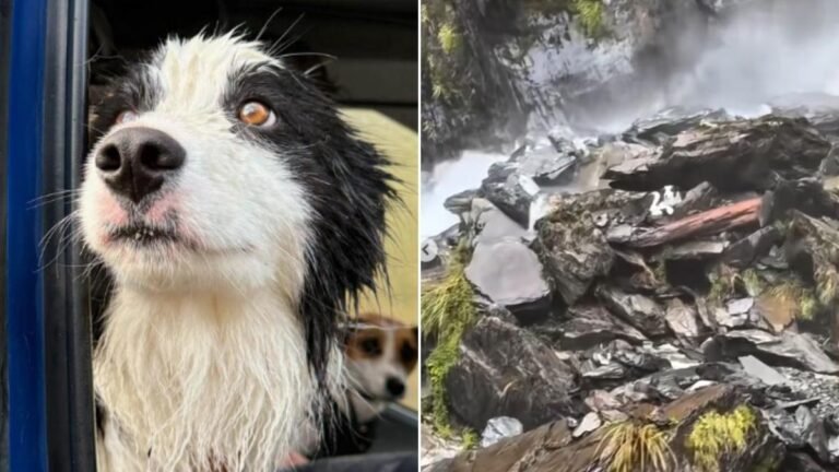El border collie se reunió con su dueña Jessica Johnston