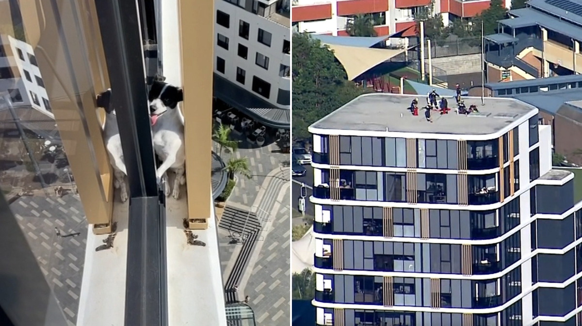 El conmovedor rescate de Jack Russell desde el piso 13