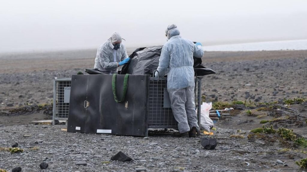 El panorama completo del mortal brote de gripe aviar en