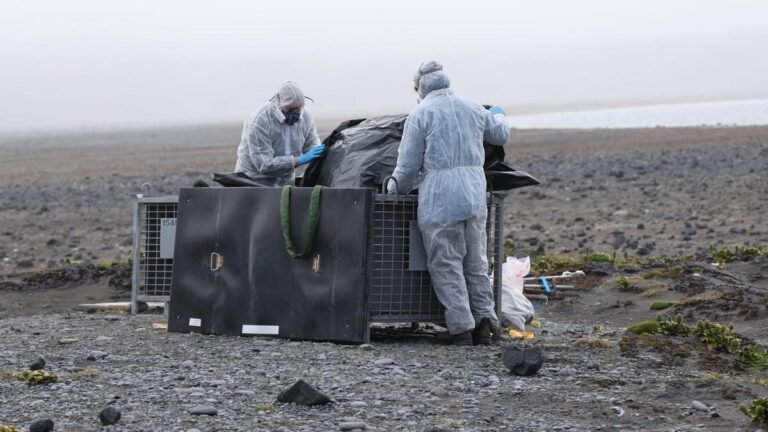 El panorama completo del mortal brote de gripe aviar en