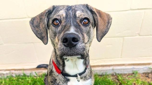 El perro de tres patas Pixel sufrió un infarto cuando