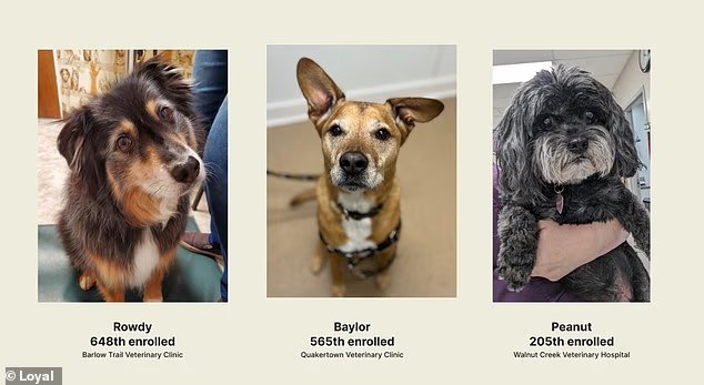 Fourrure-toujours jeune! Des scientifiques ont développé un médicament capable de