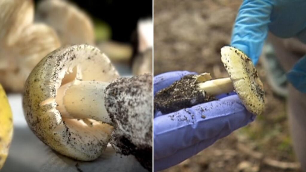 Hongos mortales se esparcen por el jardín cuando el clima