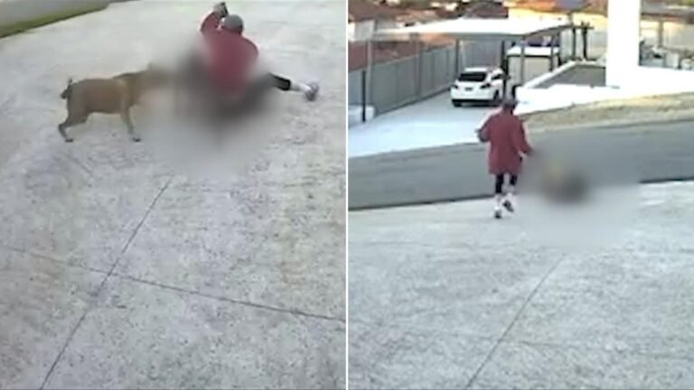 Imágenes 'extremadamente inquietantes' muestran momentos en que dos perros mutilan