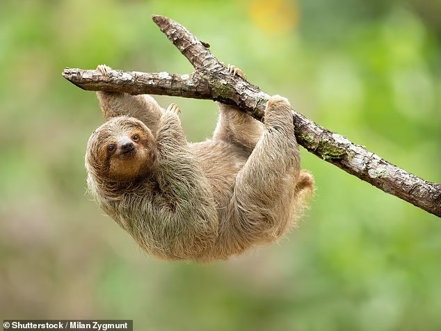 Indignation alors que 31 paresseux meurent à l'agonie dans la