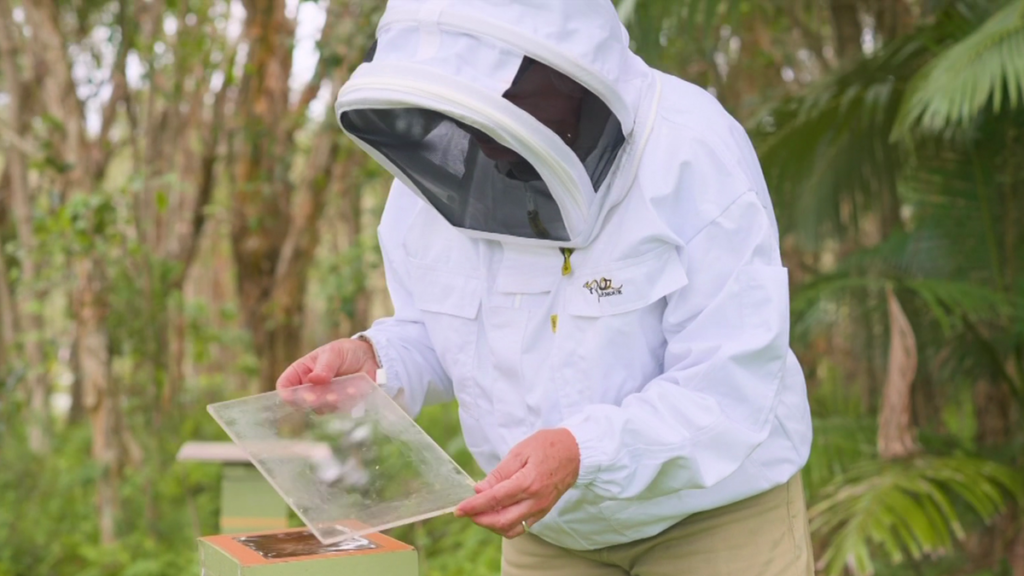 Investigadores australianos descubrieron que el pegamento de abeja puede tratar