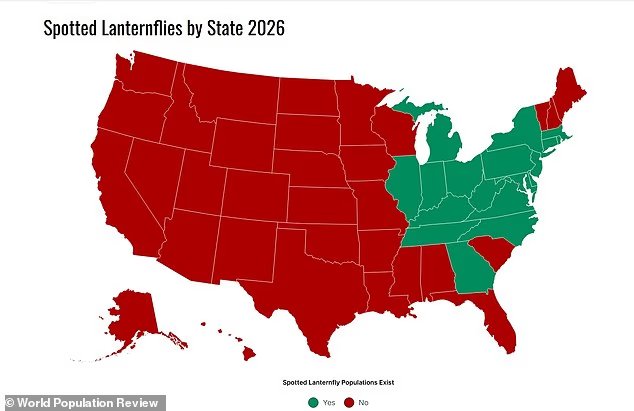 La peste des lanternes tachetées est sur le point de