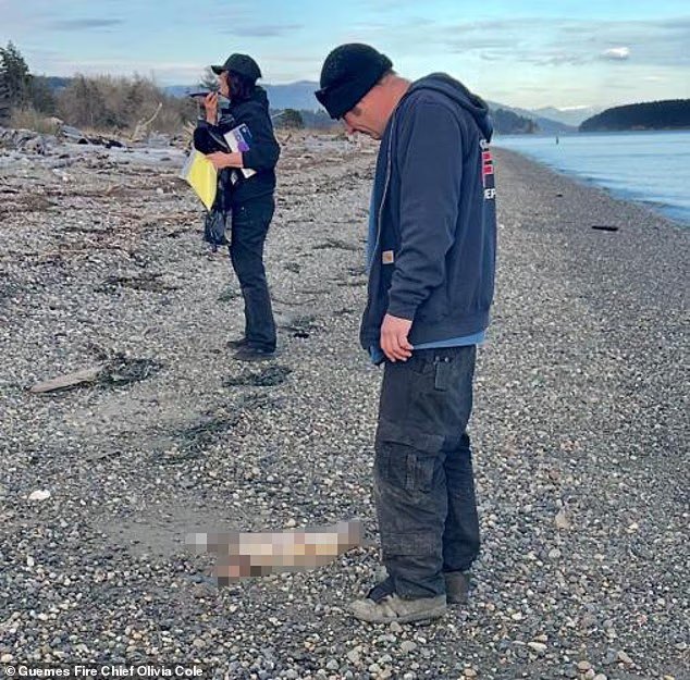 L'étrange mystère des carcasses de chiens échouées sur les côtes