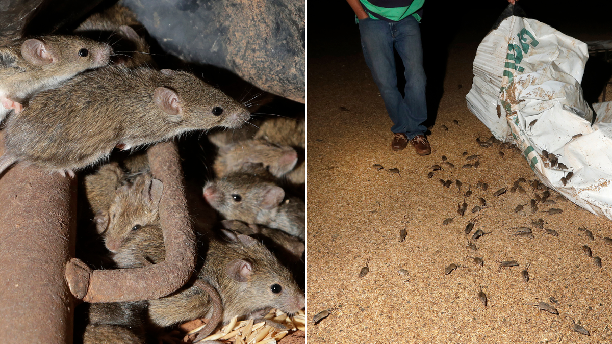 Los agricultores dan la alarma sobre el aumento de la