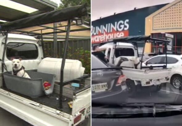 'Muérdeme': el hombre acusado de patear a un perro en