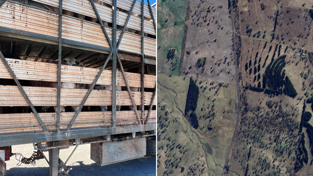 Un accidente de tres vehículos con un camión de ganado