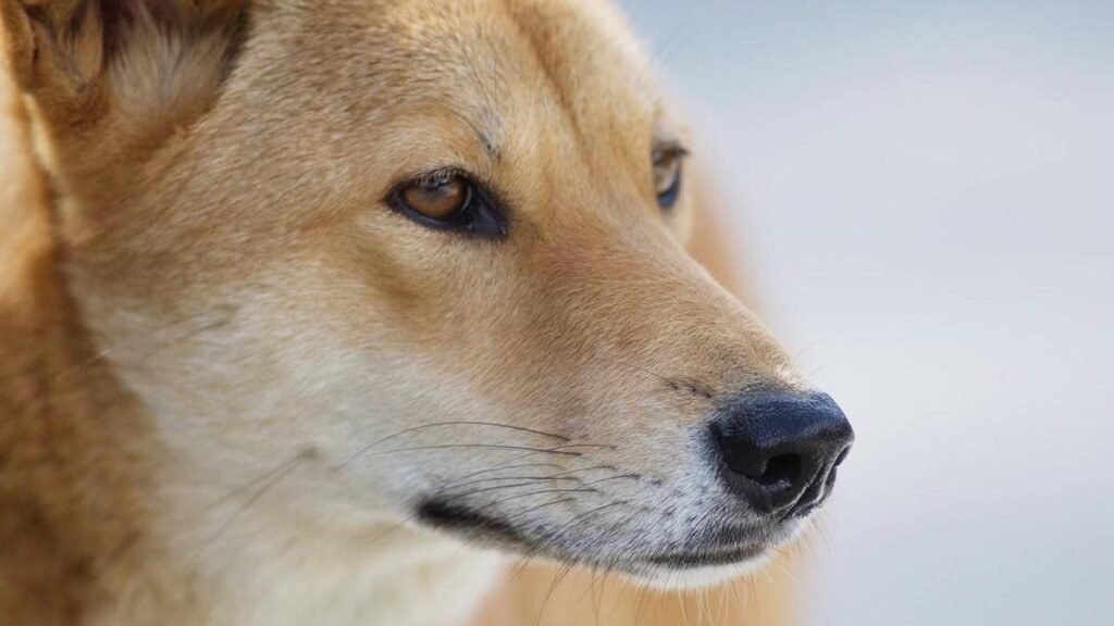 Un dingo atacó a tres niños en el campamento Dales