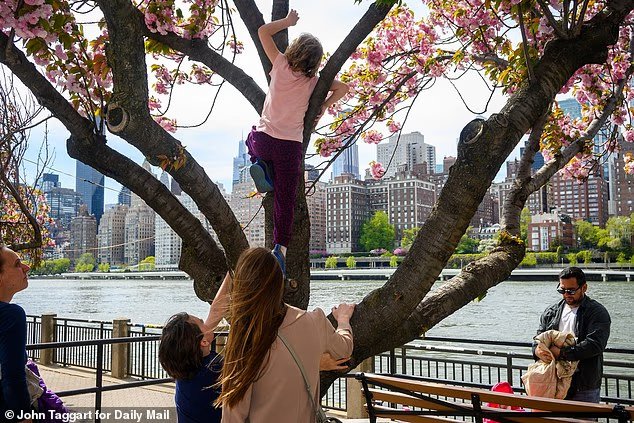 Un juge à la retraite rejoint la « Petal Patrol