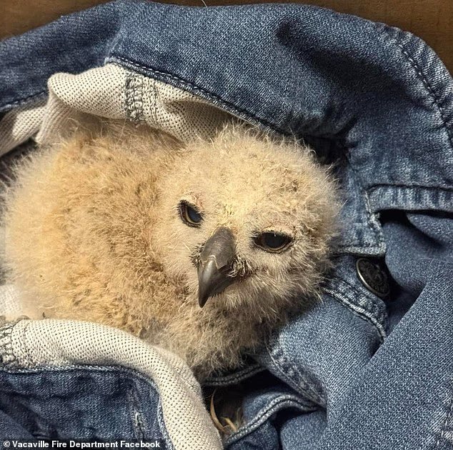 Un magnifique bébé hibou regarde les pompiers avec gratitude après