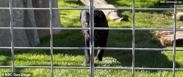 Une fin heureuse pour un superbe léopard noir nommé Onyx