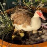 Une voiture autonome « ​​roule » sur un canard local