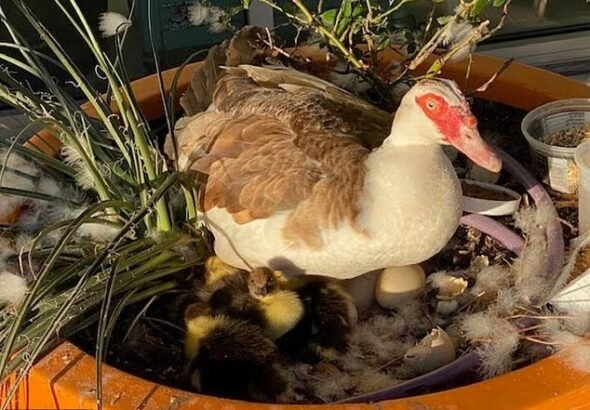 Une voiture autonome « ​​roule » sur un canard local