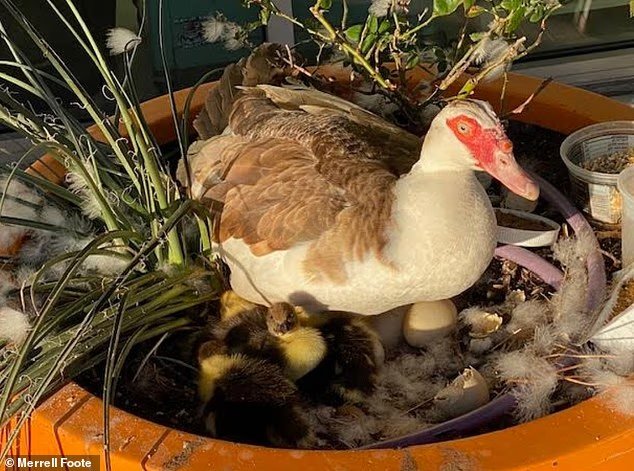 Une voiture autonome « ​​roule » sur un canard local