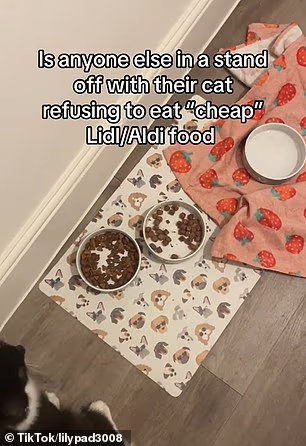 Vous nourrissez mal votre chat ! Les experts révèlent pourquoi les