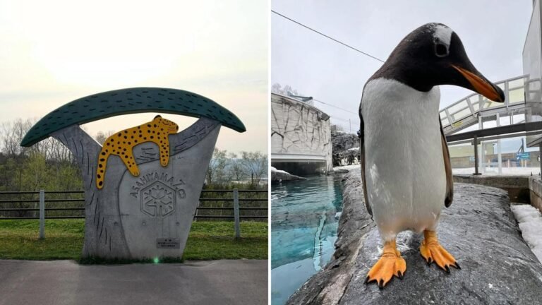 Zoológico de Asahiyama en Hokkaido, Japón: un hombre quema el