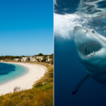 Ataque de tiburón en Rottnest Island: hombre hospitalizado después de