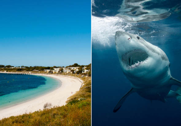 Ataque de tiburón en Rottnest Island: hombre hospitalizado después de