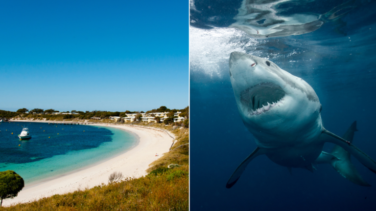 Ataque de tiburón en Rottnest Island: hombre hospitalizado después de