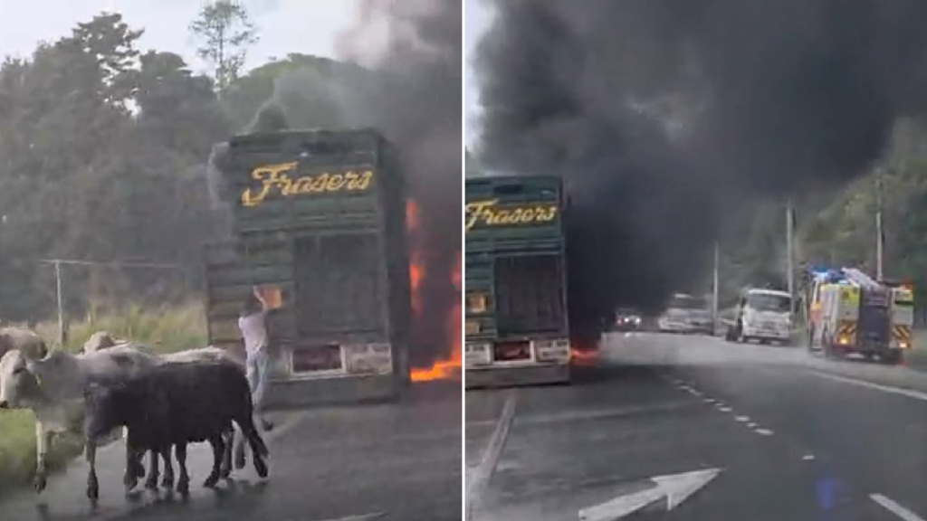 Conductor muere después de que un semirremolque que transportaba ganado