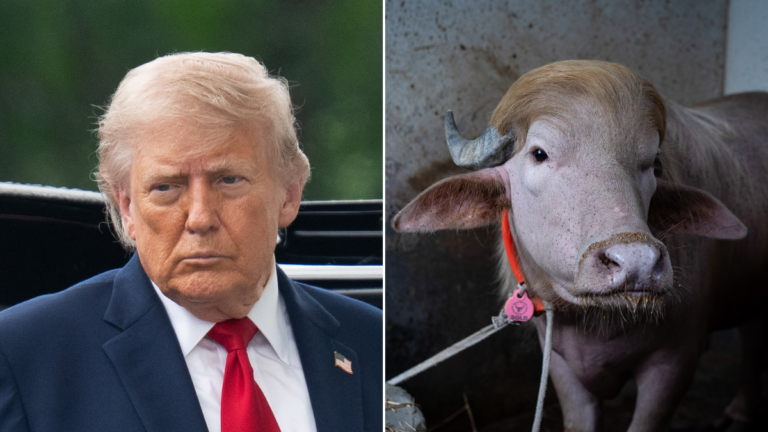 El búfalo 'Donald Trump' sobrevive al sacrificio de Eid después