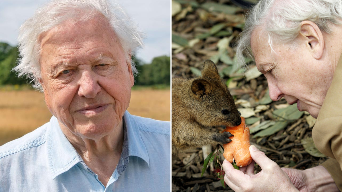 El famoso naturalista David Attenborough ha cumplido 100 años