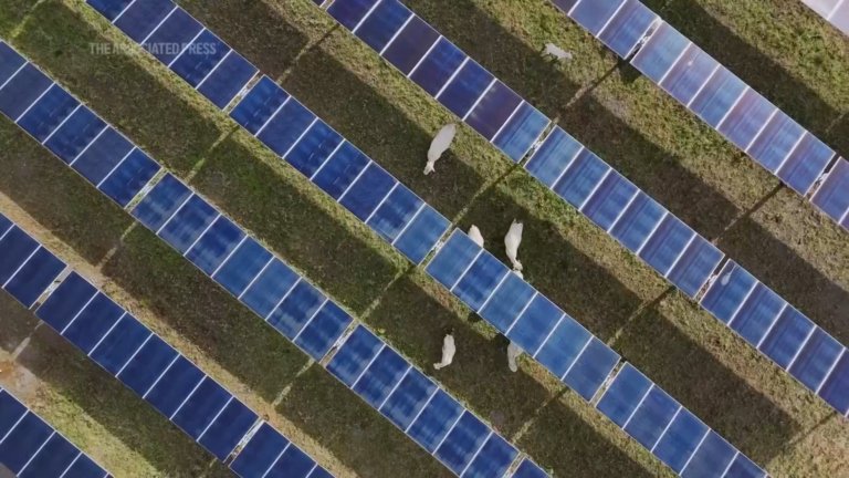 Esta granja solar de Tennessee utiliza software inteligente para hacer