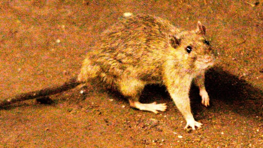 Explicador: Lo que hay que saber sobre el hantavirus y