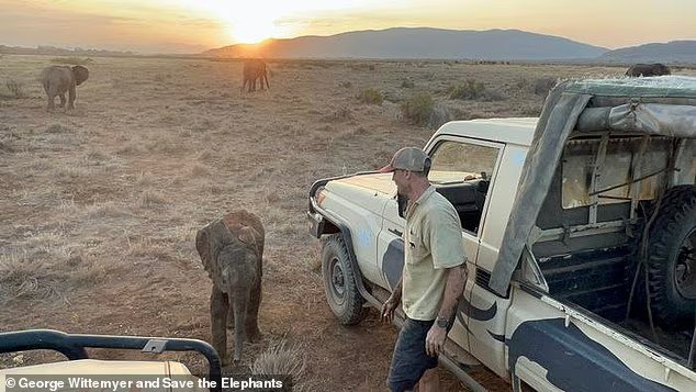 Le moment réconfortant où un éléphant perdu a retrouvé sa