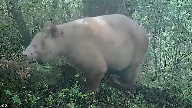 Le seul panda ALBINOS au monde a été filmé