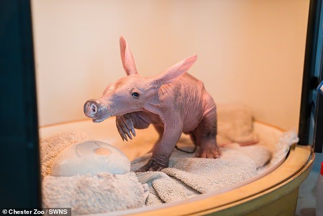 Le zoo britannique accueille un bébé veau nommé Womble –