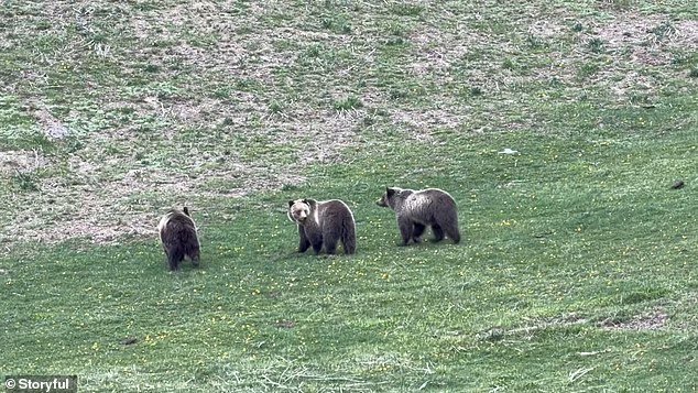 Les visiteurs de Yellowstone furieux après qu'un opérateur de drone