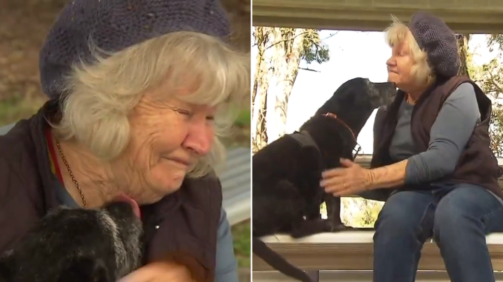 Mujer conmocionada tras ataque de perro en Carindale de Brisbane